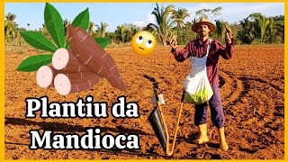 Plantiu da mandioca amarela manteiguinha [upl. by Pinkham]