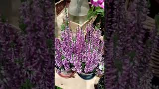 Calluna Vulgaris plants gardenflowers flowers gardening nature beautiful [upl. by Hertha]