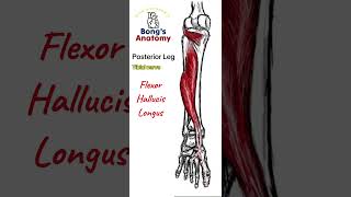 47 LegPosterior Calf anatomy bones art illustration muscle [upl. by Netsreik]