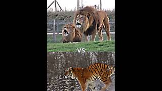 Barbary lion vs every tiger [upl. by Acemahs740]