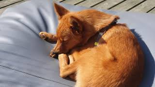 Finnish Spitz 4 months [upl. by Mooney961]