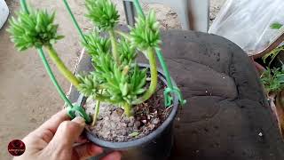 Crassula Tetragona Miniature Pine Tree Care Tips  How To Grow Crassula Tetragona [upl. by Tamis261]