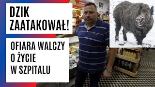 Dzik ZAATAKOWAŁ kobietę w Gdyni PRZERAŻAJĄCE relacje świadków  FAKTPL [upl. by Tootsie]