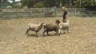 Australian Cattle Dogs Herding Sheep [upl. by Olocin754]