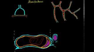 Gas Exchange at the Alveoli  Video 1 Intro to Blood Gas Barrier [upl. by Nilson]