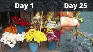 Grow Chrysanthemum Cuttings from Flower Bouquet or Cut Flowers [upl. by Airretnahs]