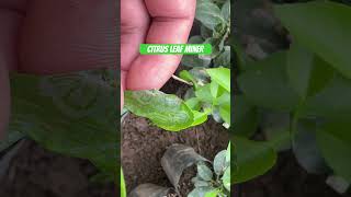 Citrus leaf miner सुन्तलाको पात खन्ने कीरा citrus leafminer serious pest control yield [upl. by Vite]