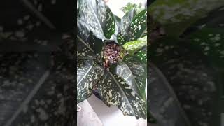 Aglaonema costata [upl. by Alegre]