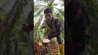 malaysia viralvideo today new trending youtubeshorts palmgarden palm palmoil [upl. by Ennagrom]