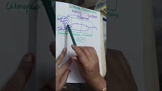 Photorespiration C2 Pathway class11 chapter photosynthesis class11 neet Ncert [upl. by Ninos]