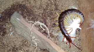 SIX Giant Centipedes Eat Mice [upl. by Alinna449]