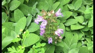 Benefits of Sage Salvia Officinalis [upl. by Adym]