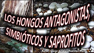 LOS HONGOS ANTAGONISTAS SIMBIÓTICOS Y SAPROFITOS [upl. by Earal]