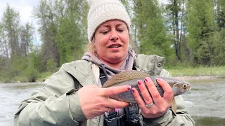 Float Fly Fishing with friends in Alaska gomidwestfishing grayling [upl. by Matland]