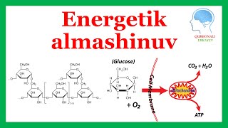 Energetik almashinuv  Dissimlyatsiya  Katabolizm [upl. by Kcirdneh103]