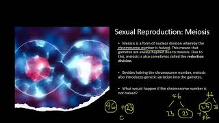 Chapter 161 Inherited Change  Chromosomes and Meiosis [upl. by Nhguavoj]