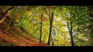 Sanglots DAutomne  autumn instrumental poem poetry music [upl. by Aveline]