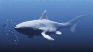 REAL MEGALODON SHARK CAUGHT ON CAMERA 2014 [upl. by Berkley]