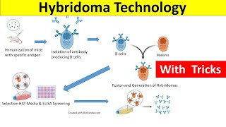 Hybridoma Technology  Hybridoma Technology for Monoclonal Antibody Production [upl. by Wasson]