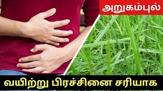 Arugampul JuiceBermuda Grass Juice Recipe  how to identify arugampul arugampul juice for diabetes [upl. by Khanna]