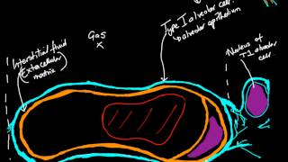 Gas exchange at the alveoli  Video 2 Structure of the blood gas barrier [upl. by Nodrog]