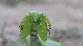 Wildlife photography pov  Cinematic rhombodera 100k nature wildlifephotography cinematicvideo [upl. by Gerkman843]