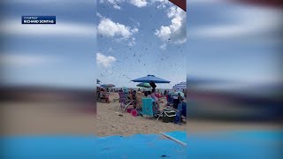 Why did dragonflies swarm New England beach Pollinator expert explains [upl. by Bowne]