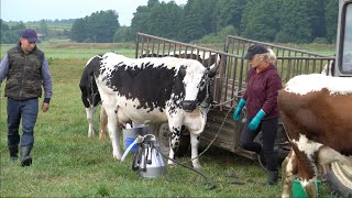 Dojenie na polu białogrzbietów Podlasie [upl. by Adamik239]