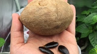 How to Grow Sapodilla  Sapote From Seeds [upl. by Massingill]