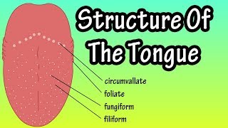 Structure Of The Tongue  Functions Of The Tongue  What Are Taste Buds [upl. by Holzman393]