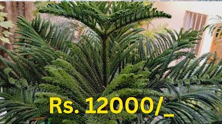 Arrow Carrier TreeARAUCARIA Plant Tree Available  CHRISTMAS TREE  12000 For Sell 03132456402 [upl. by Attenrad]