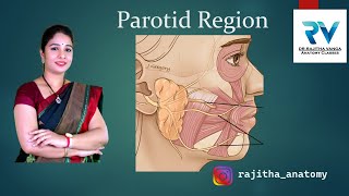 Parotid Region  Parotid Gland Anatomy  NEET PG  NEXTFELLOW APP  FMGE  USMLE  MBBS  BDS [upl. by Squires]