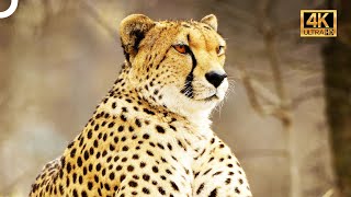 The Cheetah Family Silent Rulers of the Wild World  4K Animal Documentary [upl. by Scibert]