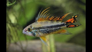 gorgeous Zebra danio Colourful Cockatoo Dwarf Cichlid danios and cichlids [upl. by Benoit]