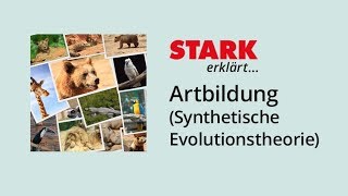 Artbildung nach der Synthetischen Evolutionstheorie  STARK erklärt [upl. by Lanta674]