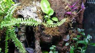 Red Eyed Crocodile Skink Vivarium 2 [upl. by Vod]