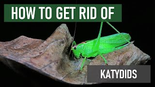 How to Get Rid of Katydids 4 Easy Steps [upl. by Sivet]