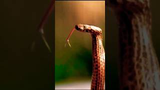 quotMOST devastating SNAKES Tropical FORESTSquot Part 3 snake reptiles wildlife [upl. by Aimal]