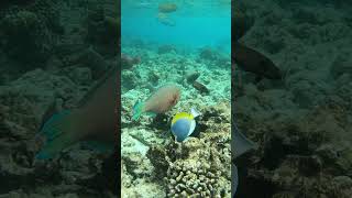 Parrot fish meets Acanthurus lineatus scubadiving fish snorkeling turtle travel scuba ocean [upl. by Cecily786]