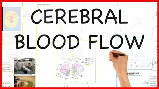 CEREBRAL BLOOD FLOW PHYSIOLOGY SERIES [upl. by Esinwahs]