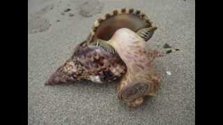 Caracol en la playa Punta Cocles Costa Rica [upl. by Merc]