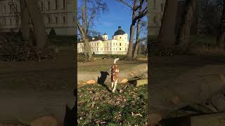 Epagneul Breton Brittany Spaniel SUMMONED DOG [upl. by Corny]