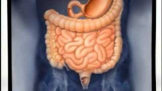 Introduction to Gastroenterology [upl. by Sabella77]