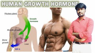 Human growth hormone  Neet Biology MAGESHBIOLOGY [upl. by Ahsienahs]