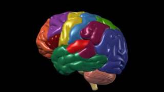 Brain Anatomy and Functions  Nucleus Health [upl. by Foushee]