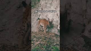 Der Luchs amp der Kolkrabe wildlife lynx shorts shortsvideo [upl. by Meesak]