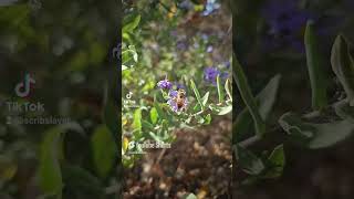 beeslife backyardbees beelife Asters nativeplants [upl. by Silenay]