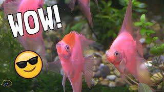 Checking Out An AWESOME New Type of GloFish and MORE in Our Fish amp Animal Delivery [upl. by Nylirek697]