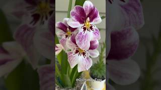 Miltoniopsis Princess Diana ‘Red Baron’ just as regal as her namesake 🌺 miltoniopsis orchids [upl. by Hebbe]