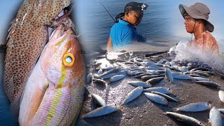 We Caught So Much Bait We Had To Share It  Nice Yellow Tail Snapper And Other Fishes Too [upl. by Beberg986]